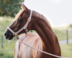 horse Dusty (German Riding Pony, 1995, from Dressman)