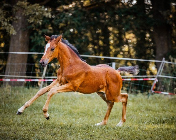 Fohlen Aurinia (Trakehner, 2024)