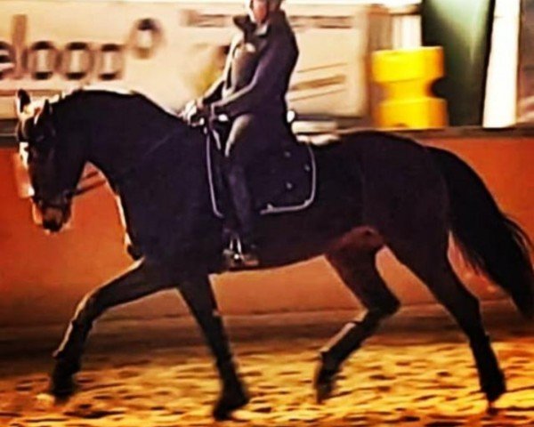 dressage horse Danzadora (Oldenburg, 2016, from Danzador)