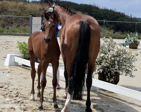 foal by Calida Little's Love DO (Westphalian, 2024, from Con Touch RS)