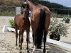 foal by Calida Little's Love DO (Westphalian, 2024, from Con Touch RS)