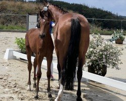 foal Calida Little's Love DO (Westfale, 2024, from Con Touch RS)