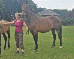 broodmare Graciella (Oldenburg, 2007, from Gracieux)