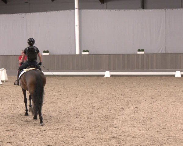 Westfälische Stutenleistungsprüfung Münster-Handorf 2024