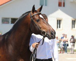 stallion Harthus (Freiberger,  , from Halipot CH)