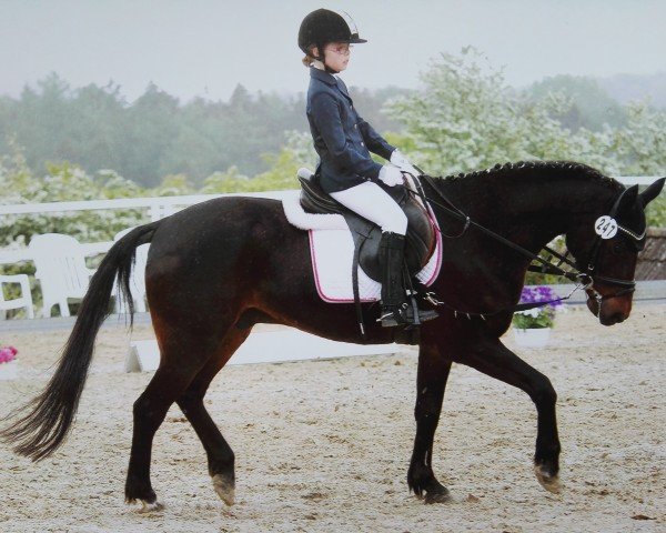 dressage horse Little Joe 279 (German Riding Pony, 1995)