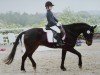 dressage horse Little Joe 279 (German Riding Pony, 1995)