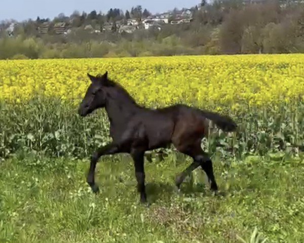 dressage horse Stute von Escaneno / Cavallieri xx (Westphalian, 2023, from Escaneno)