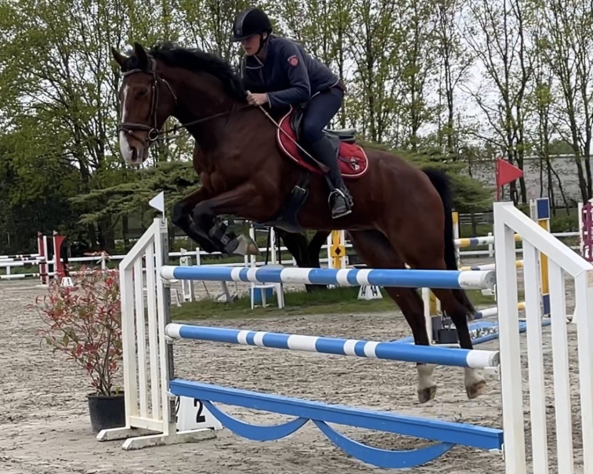 Springpferd Quintobra For Pleasure x Numero Uno (Belgisches Warmblut, 2016, von For Pleasure)
