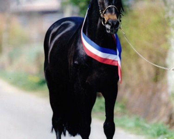 stallion Cor de la Bryère (Selle Français, 1968, from Rantzau xx)