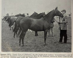 Pferd Fancy Free of Dalhorn (British Sport Horse, 1970, von Gaulden Constellation AA)