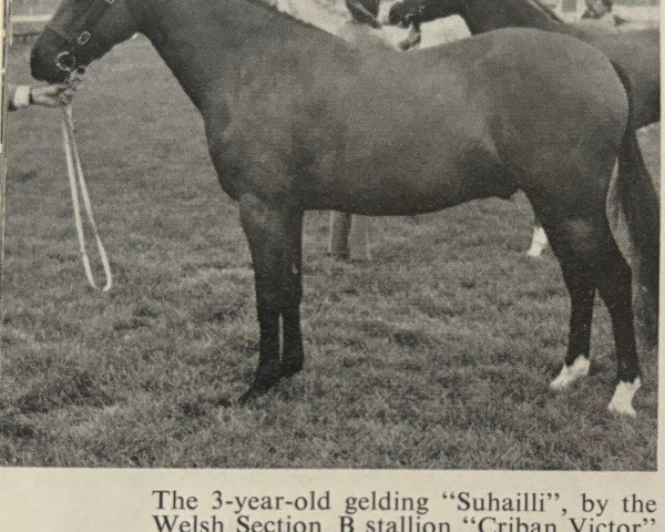 horse Suhailli (Welsh Partbred, 1968, from Criban Victor)