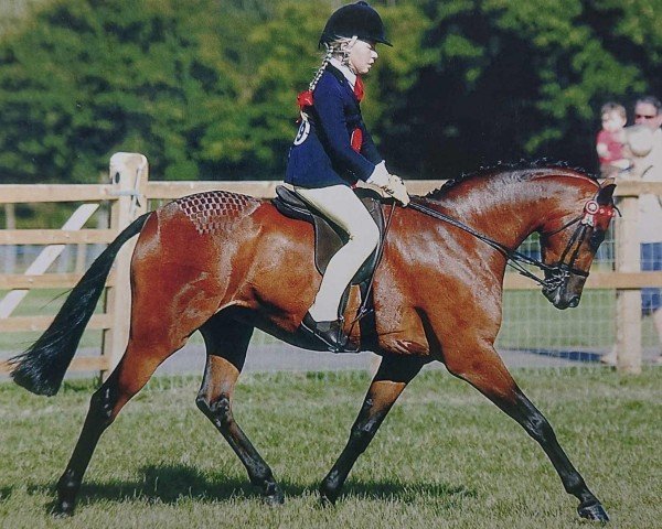 horse Beckside First Impression (British Riding Pony, 2002, from Sudden Imprint)