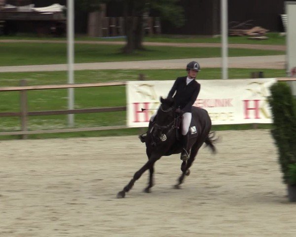 Reitturnier Westergellersen 2024