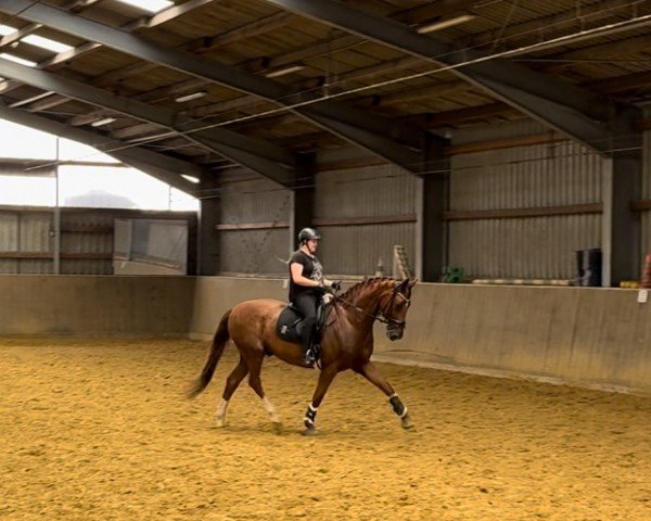 dressage horse Umberto (Westphalian, 2012, from Un Amore)