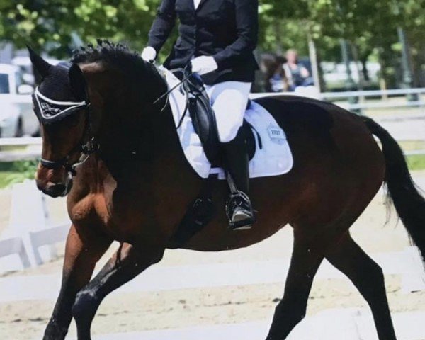 dressage horse Laura Von Freienfels (Württemberger, 2013, from Laurice)