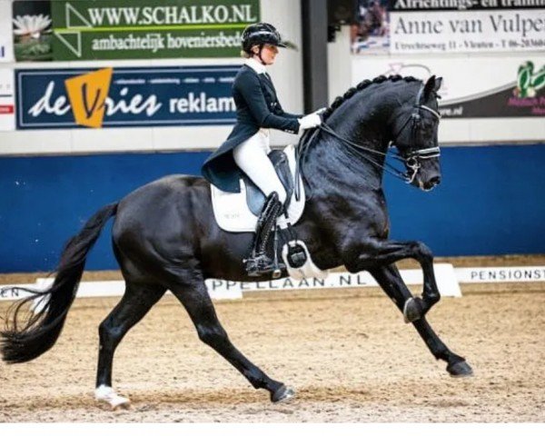 stallion Desperado (KWPN (Royal Dutch Sporthorse), 2008, from Vivaldi)