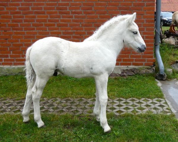 foal by Stüv's Joe (Fjord Horse, 2024, from Jofin Højmark)