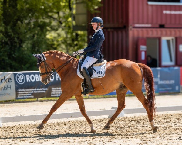 Dressurpferd Cool And Easy 4 (Deutsches Reitpony, 2012, von FS Champion de Luxe)