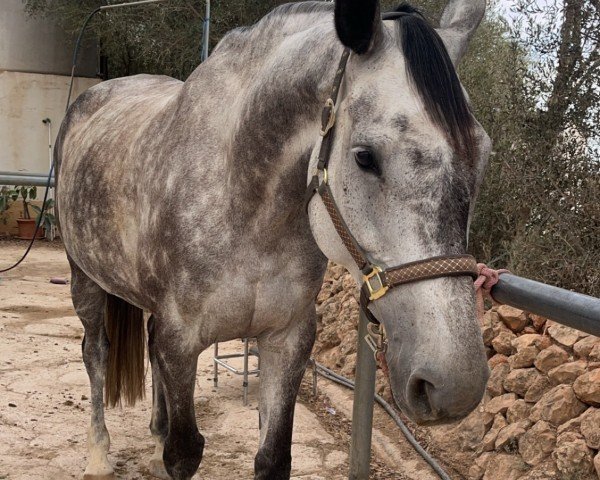 Zuchtstute Jamila (Holsteiner, 2016, von Cayado 3)