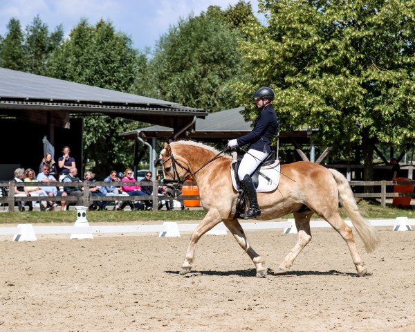 dressage horse Herr Nielsson 3 (Haflinger, 2010, from Nogales)