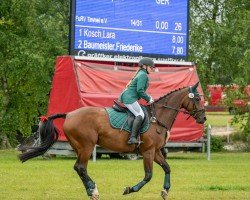 jumper Djinga (Hanoverian, 2007, from Don Bosco)