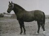 stallion Egmont (Mo) 1126 (Th762) (Heavy Warmblood, 1955, from Erwin von Lehesten Th 727)