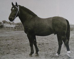 Deckhengst Egmont (Mo) 1126 (Th762) (Schweres Warmblut, 1955, von Erwin von Lehesten Th 727)