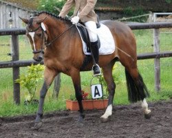 broodmare A.P. Gipsy Girl (German Riding Pony, 2007, from Dijon S)