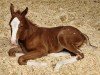 foal by Hengst von Danestos / Chello III (Westphalian, 2024, from Danestos)