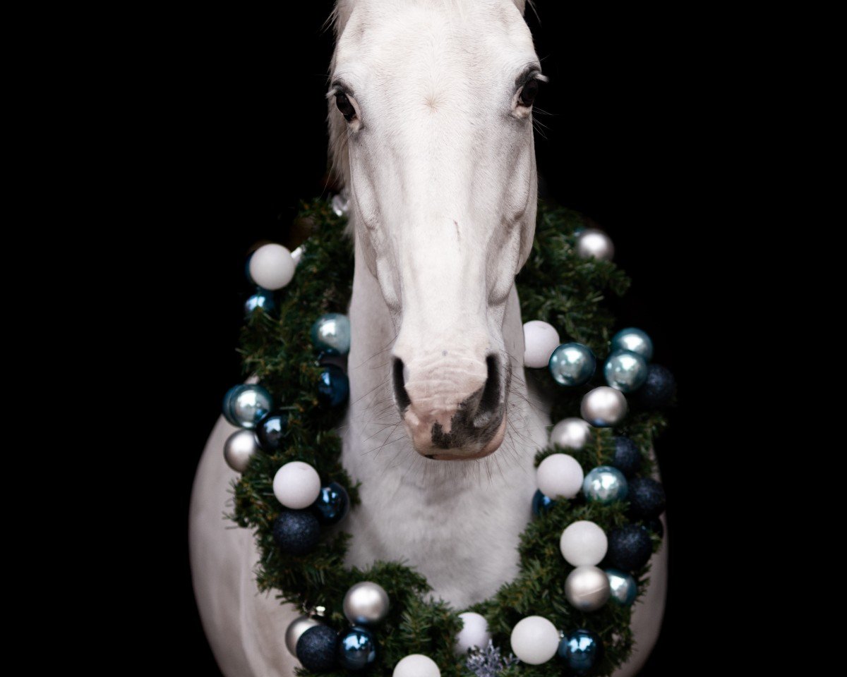 dressage horse Cheyenne 1184 (unknown, 2011)