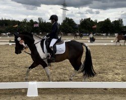 dressage horse Gianluca 4 (Lewitzer, 2018, from Greenhorn)