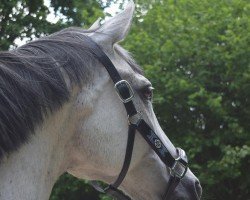 Springpferd Gloria (KWPN (Niederländisches Warmblut), 2011, von Quality Time)