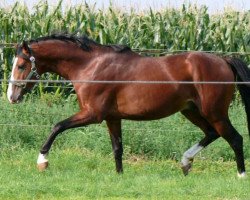 jumper A.P. Koh-J-Noor (Deutsches Reitpony, 2004, from Leuth Koriolan)