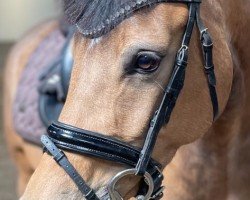 broodmare Coeur de la fleur 11 (German Riding Pony, 2020, from Coer Noble)