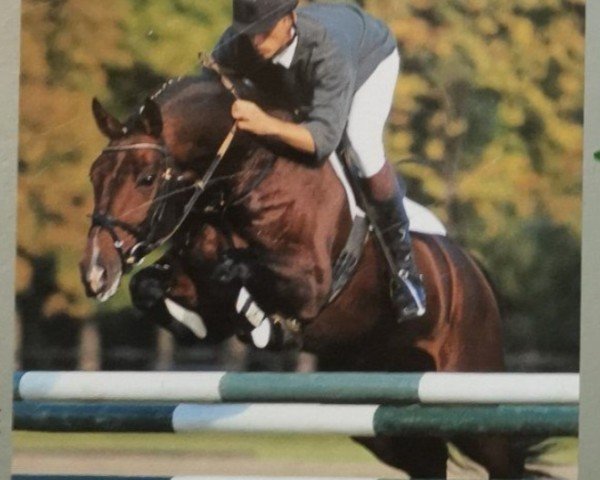 stallion Classikels (Oldenburg, 1991, from Classiker)