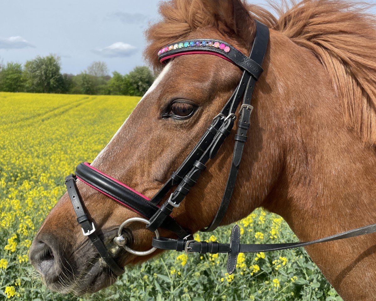 Dressurpferd Luna 1974 (Luxemburgisches Reitpferd, 2008)