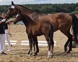 foal by Bonaventura (Mecklenburg, 2024, from Balou's Bonanza P)