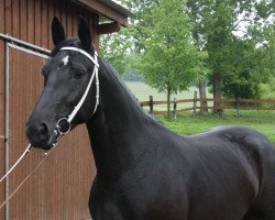 broodmare Ashley M (Alt-Oldenburger / Ostfriesen, 2010, from Epomeo)