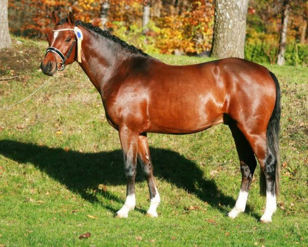 jumper Napoleon (Kleines Deutsches Pony, 2011, from Classic Dancer III)