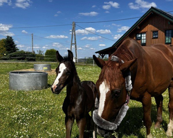 Springpferd Diamant (Deutsches Reitpferd,  , von Duplexx)