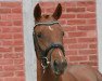 broodmare Gänseblümchen (German Riding Pony, 2009, from FS Golden Highlight)