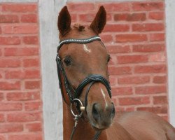 horse Gänseblümchen (Deutsches Reitpony, 2009, from FS Golden Highlight)