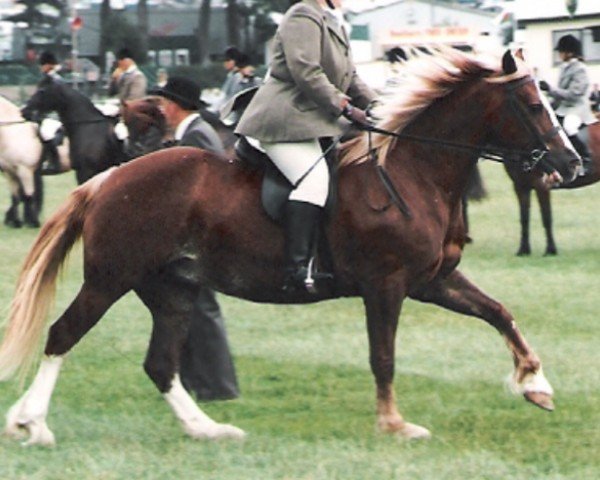 horse Ystrad Dewi Pride (Welsh-Cob (Sek. D), 1986, from Parc Boneddwr)