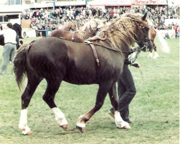 stallion Parc Boneddwr (Welsh-Cob (Sek. D), 1975, from Ceredigion Tywysog)