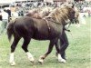 Deckhengst Parc Boneddwr (Welsh-Cob (Sek. D), 1975, von Ceredigion Tywysog)