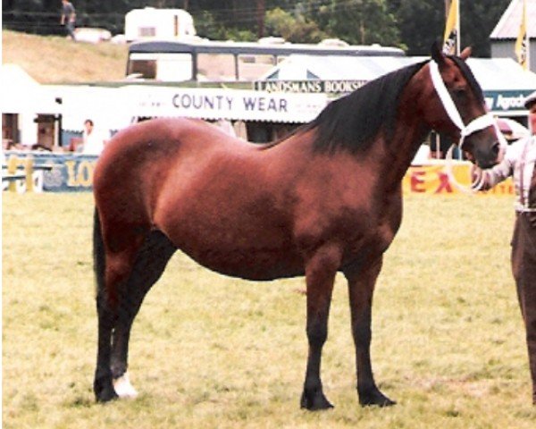 broodmare Cathedine Agnes (Welsh-Cob (Sek. D), 1971, from Parc Welsh Flyer)