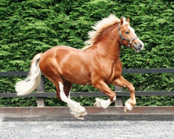 Pferd Rainhill Lancelot (Welsh-Cob (Sek. D), 2006, von Gwynfaes Culhwch)