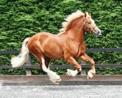 horse Rainhill Lancelot (Welsh-Cob (Sek. D), 2006, from Gwynfaes Culhwch)