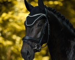 dressage horse Tainted Love 4 (Westphalian, 2021, from Taurus)